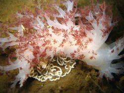 Giant Nudibranch at Sund Rock in hood canal. Water temp: ... by Timothy Lamb Aas.crt.rrt.rpsgt 